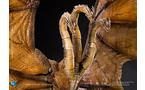 HIYA Toys Godzilla King of the Monsters Exquisite Basic King Ghidorah 2.0 PX Action Figure